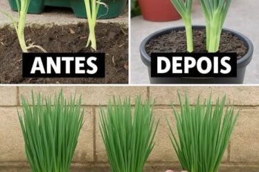 Como Engrossar a Cebolinha