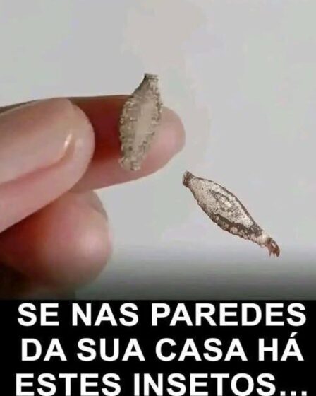 Por Que as Traças Comem Suas Roupas? Entenda o Motivo e Como Evitar