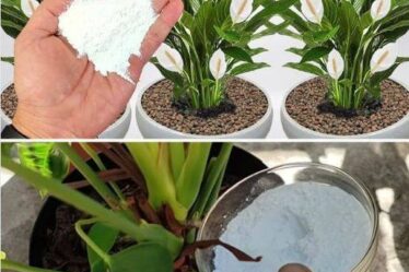Receita para Florescer Sem Parar