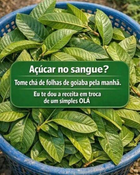 Chá de goiaba para abaixar o açúcar no sangue