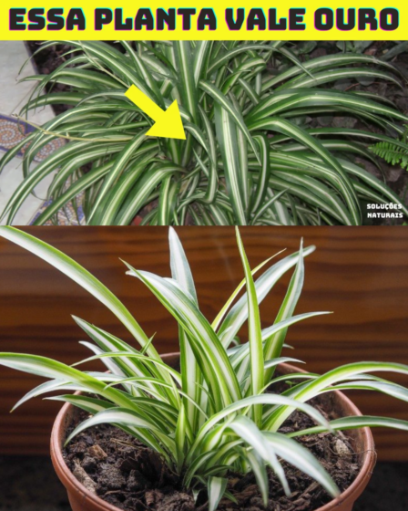 Se você tem essa planta em casa, você tem ouro e não sabia