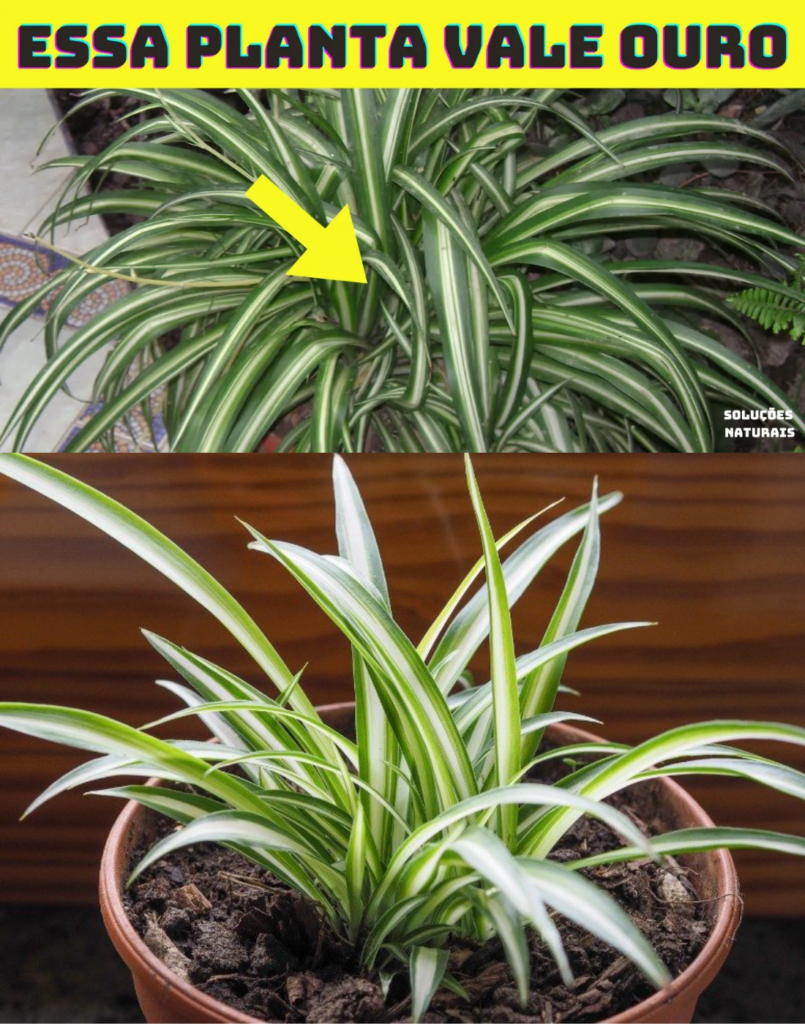 Se você tem essa planta em casa, você tem ouro e não sabia
